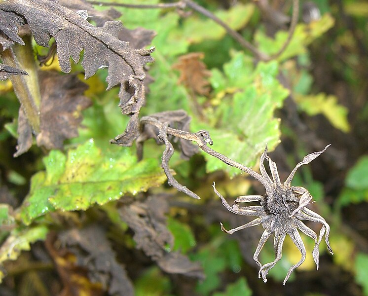 File:Senecio formosoides (5).jpg