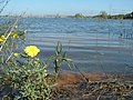 A flowering Senecio joppensis on south bank of reservoir