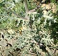 Senecio squalidus hojas.jpg