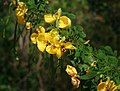 Senna pallida var. pallida