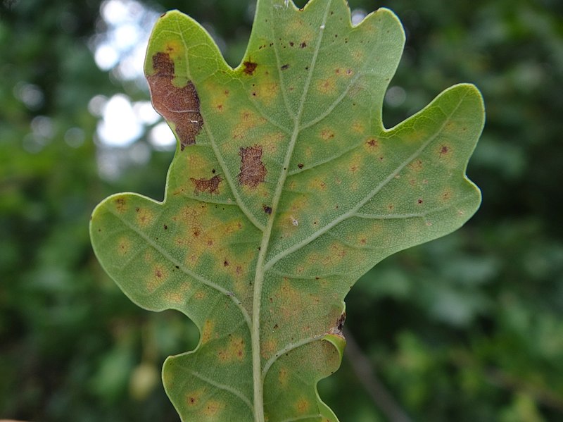 File:Septoria quercicola a1 (4).jpg