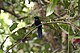Seychelles Paradise Flycatcher, Terpsiphone corvina.jpg