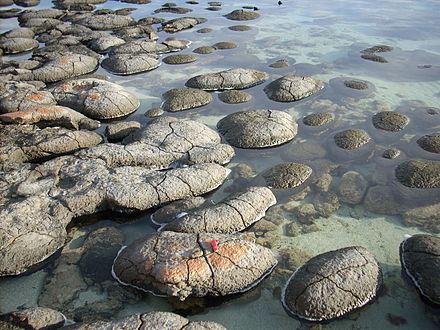 Modern, living stromatolites in Shark Bay, Australia. Shark Bay is one of the few places in the world where stromatolites can be seen today, though they were likely common in ancient shallow seas before the rise of metazoan predators.