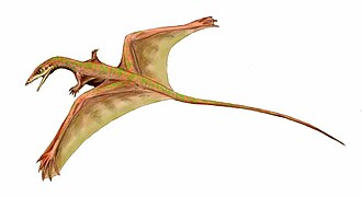 Sharovipteryx (Prolacertiformes)