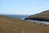 Sheep on Saunders Island