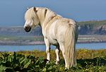 Shetland Pony (1).jpg