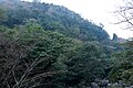 白谷雲水峡の森