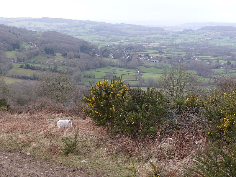 File:Shute Shelve Hill medieval estate boundary earthwork 01.jpg