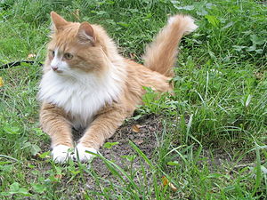 Siberian cat - Tofik.jpg