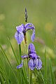 Sibirische Schwertlilie, Iris sibirica 10.JPG