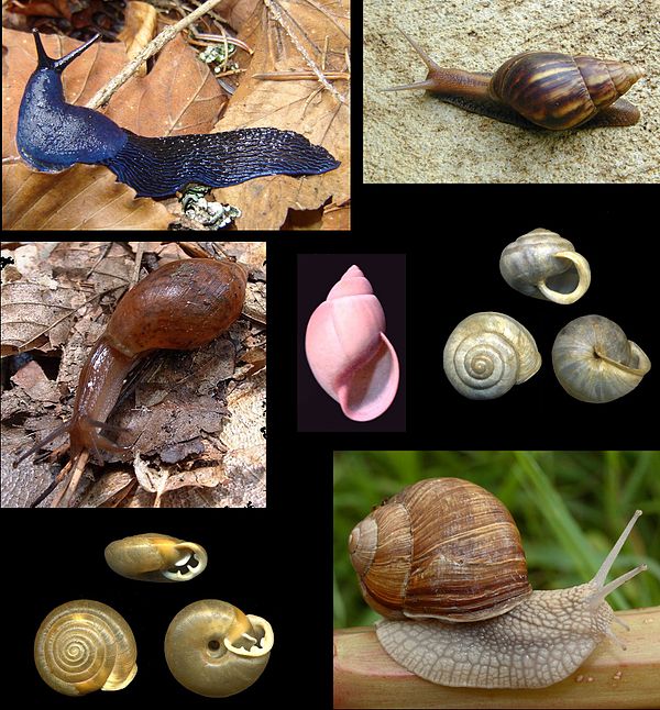 Examples of Pulmonata: Achatina fulica top right, Bielzia coerulans top left, Praticolella berlandieriana center right, Megalobulimus oblongus in the 