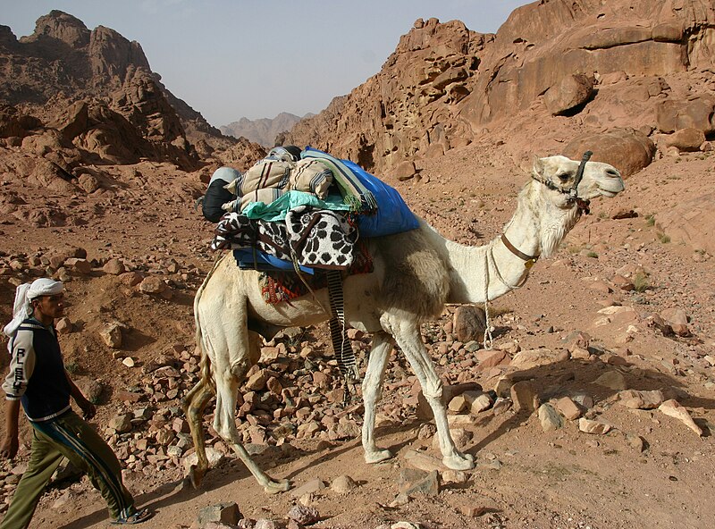 File:Sinai-Trekking-550-weisses Kamel-2009-gje.jpg
