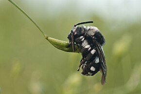 Popis tohoto obrázku, také komentován níže