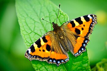 Large Tortoiseshell