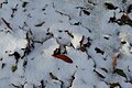 * Nomination A pile of leaves with fresh snow on it --Kritzolina 20:53, 1 December 2023 (UTC) * Promotion Good quality. --Imehling 13:41, 2 December 2023 (UTC)