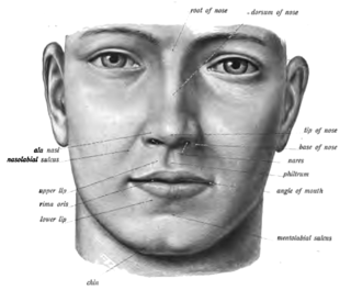 Philtrum Vertical groove in the middle area of the upper lip, common to many mammals, extending in humans from the nasal septum to the tubercle of the upper lip