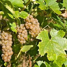 Solaris grape and leaf.jpg