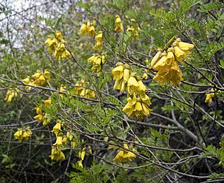 <i>Sophora howinsula</i> species of plant