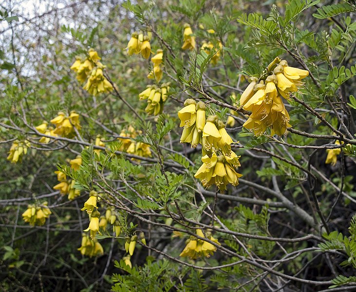 File:Sophora howinsula (Lord Howe kowhai) (5383204408).jpg