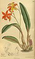 Laeliocattleya × 'psyche' Illustration in: "Curtis's Botanical magazine", vol. 142 [= ser. 4, vol. 12]: Tab. 8654 (1916)