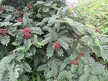 Sorbus microphylla - Small Leaf Rowan on way from Gangria to Valley of Flowers National Park - during LGFC - VOF 2019 (1).jpg