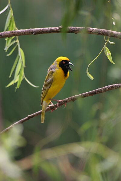 File:Southern Masked Weaver 2.jpg