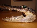 Souvenir alligator head side.JPG