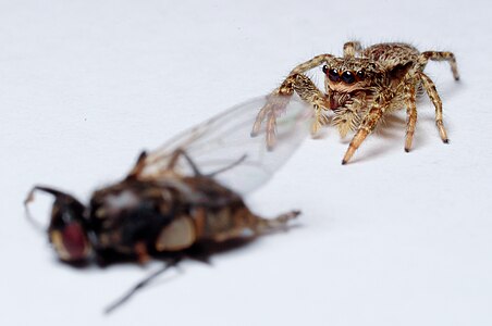 Spider approaching fly