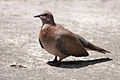 Spilopelia senegalensis - Laughing Dove - Küçük kumru 07.jpg