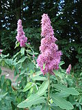 Miniatura para Spiraea douglasii