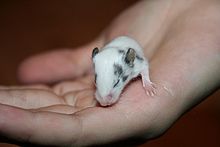 A two-week-old fancy mouse, just about to open its eyes Spottedmouse.jpg