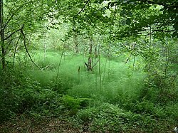 Widdenton Park Wood