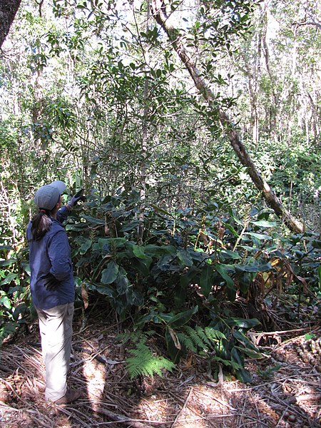 File:Starr-121031-0527-Melicope sp-habit with Kim-Waikamoi Flume Rd-Maui (25168819876).jpg