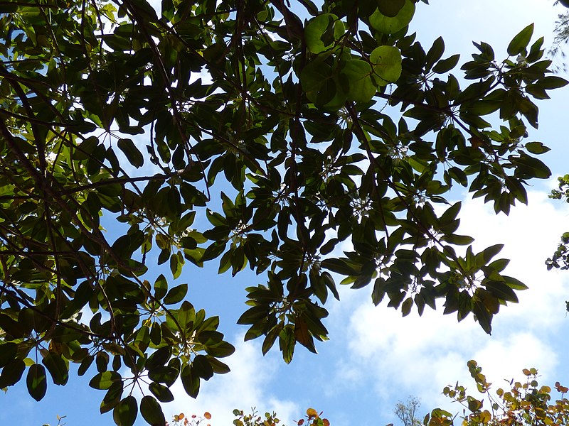 File:Starr-150401-0309-Ficus macrophylla-canopy no fruit yet-West Beach Sand Island-Midway Atoll (25154398312).jpg