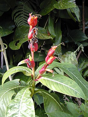 Starr 021122-0012 Sanchezia speciosa.jpg