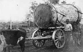 Harvesting kauri logs, circa 1912
