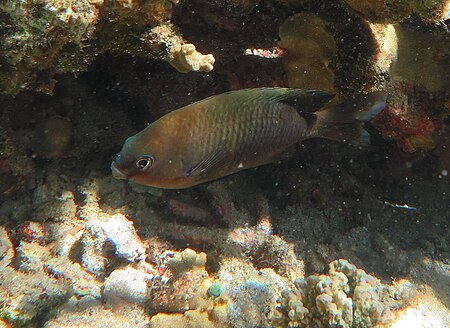 Stegastes fasciolatus