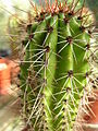 The Organ Pipe Cactus