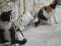 chats errants dans la vieille ville