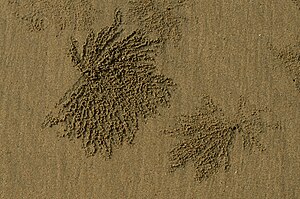 File:Bobtail Moletai May 2014.jpg - Wikimedia Commons