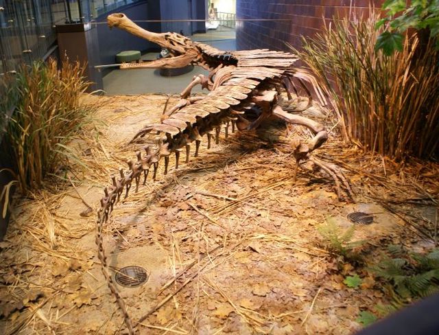Reconstructed S. imperator skeleton from behind at the Indianapolis Children's Museum