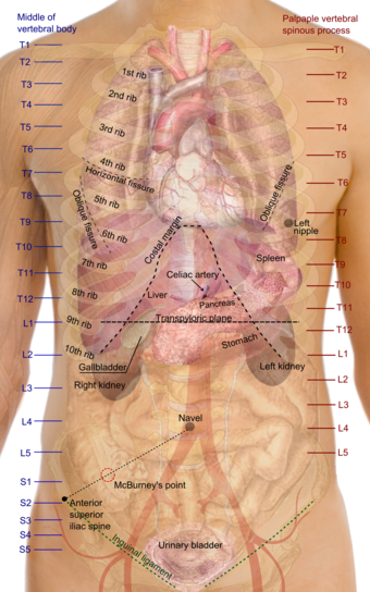 Surface projections of the organs of the trunk.png