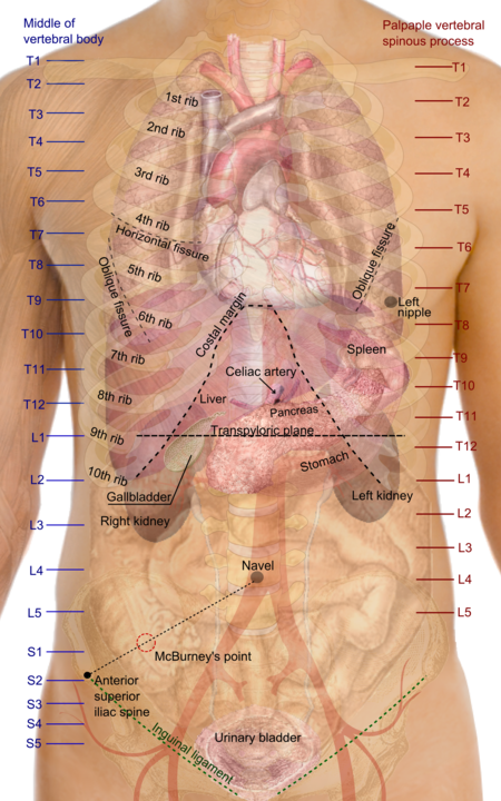 المساقط السطحيّة لأعضاء الجذع، مع رؤية الصدر أو منطقة الصدر ممتدة حتى نهاية شق الرئة المائل تقريبًا من الأمام، ولكن بشكل أعمق يتوافق مع الحد الأدنى الحد العلوي من الكبد.