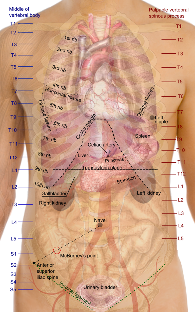 Surface anatomy - Wikipedia