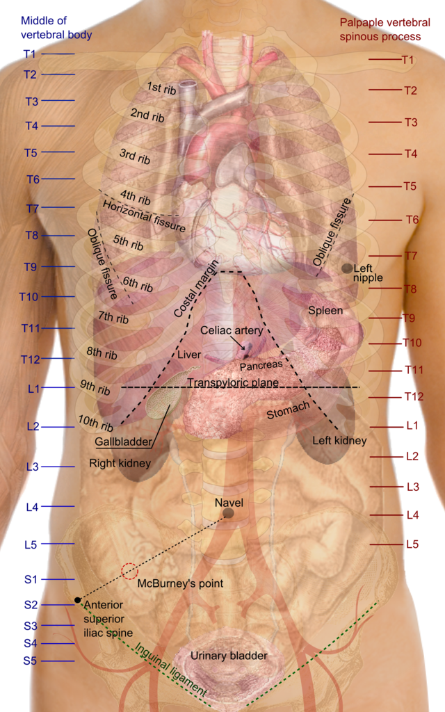 Female body curve name? : r/Anatomy