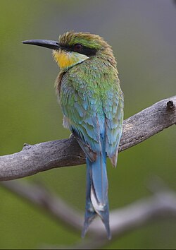 Swallow-tailed bee-eater, Merops hirundineus, at Marakele National Park, Limpopo, South Africa (23827154399).jpg