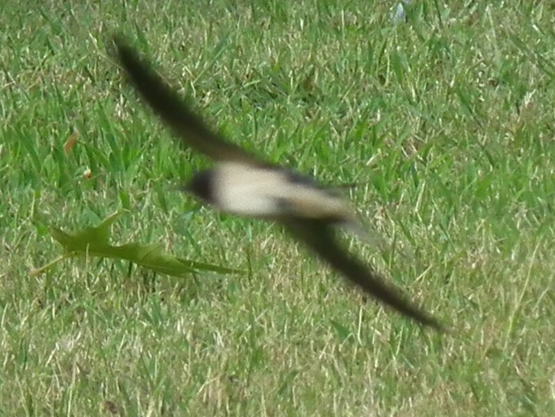 File:Swallow in flight 179937.jpg