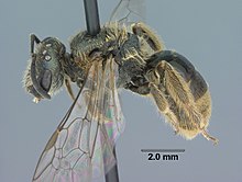 Sweat bee (Lasioglossum bruneri)  (9687657023).jpg