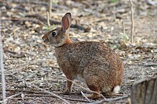 Sylvilagus graysoni.jpg