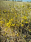 Tanacetum microphyllum